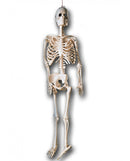 Skelet 25 cm